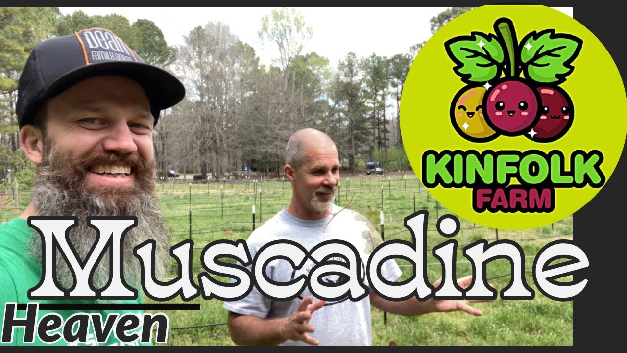 Visiting Ison's Nursery and Kinfolk Farm of Georgia - off the farm VLOG EP 84 #muscadines #collab