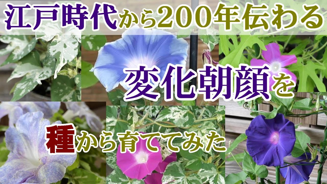【変化朝顔】江戸園芸ブームの主役、朝顔を種からガチで育てた記録*系統番号６０６/変化朝顔の色々/ガーデニング