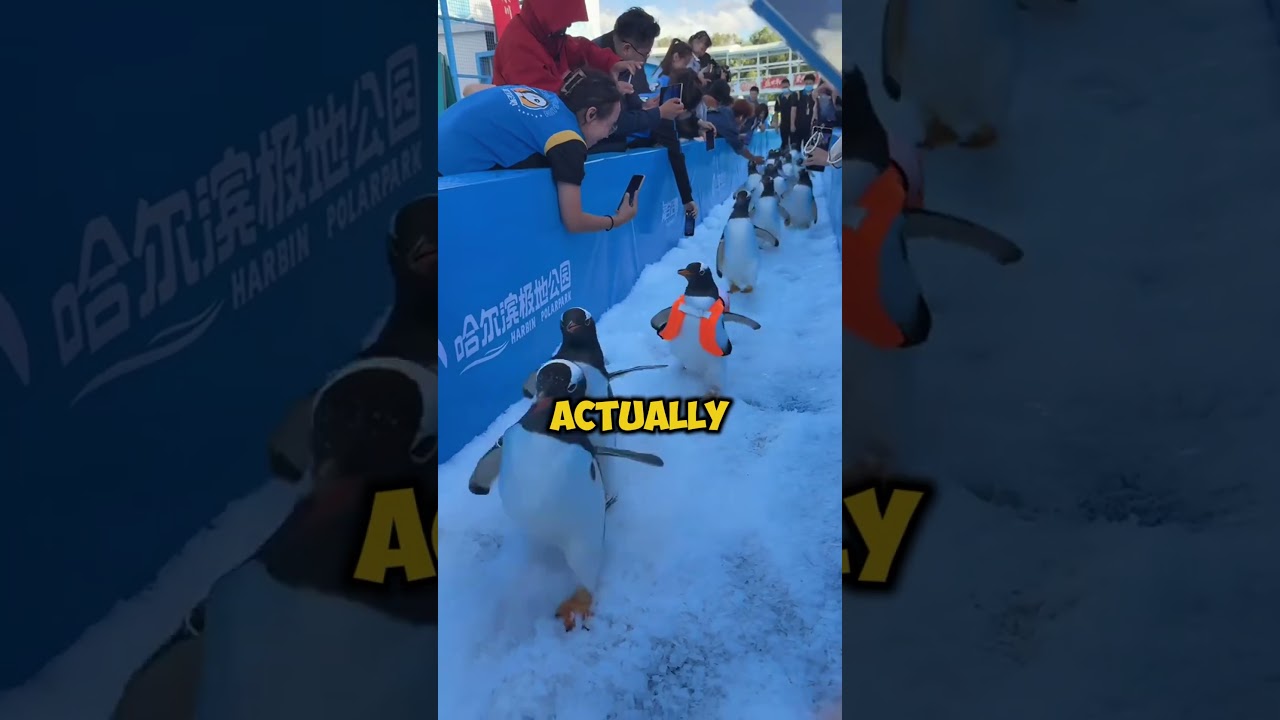 Which Country Holds A Penguin Parade? (@petkute89)