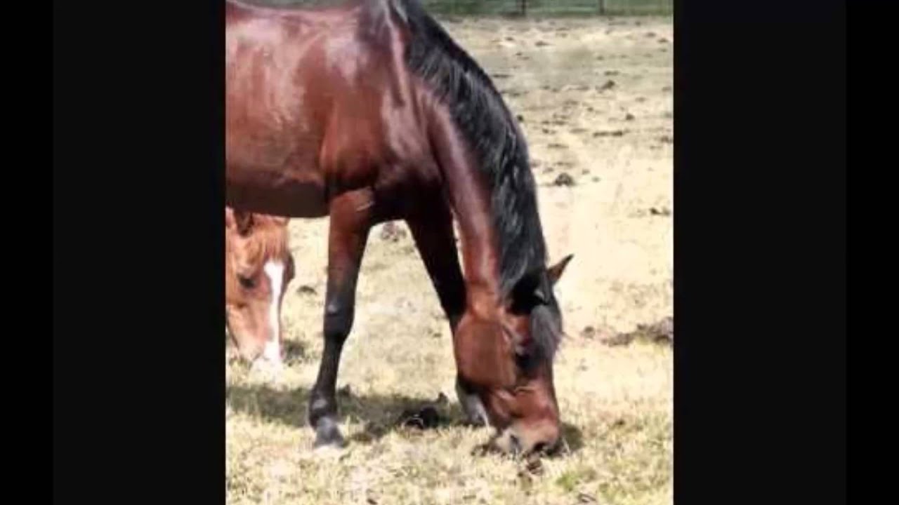 pony's van manege zilfia's hoeve