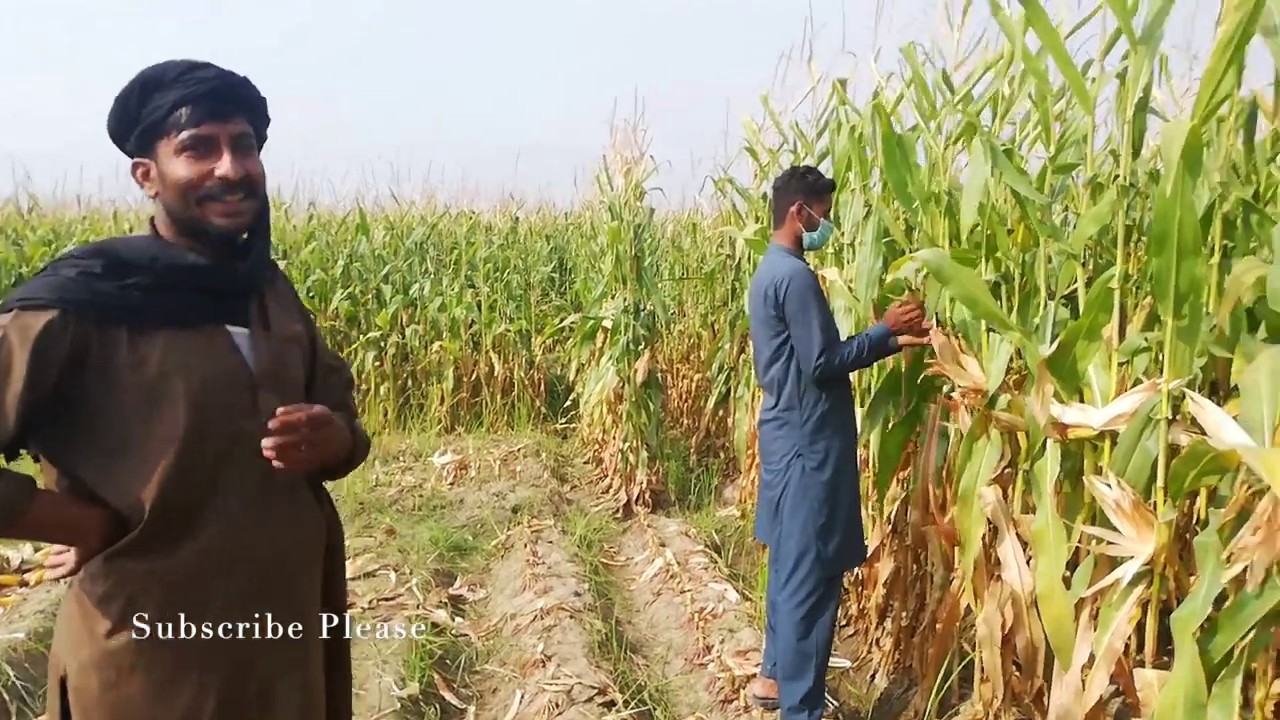 Pakistan agriculture videos / agriculture technology / sweet corn Harvest and Processing