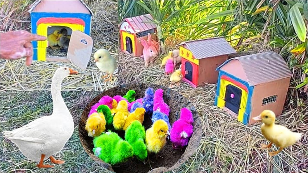 Catch Cute Chickens, Colorful Chickens, Ducks, Ornamental Fish, Rabbits, Guinea Pigs, Cute Animals