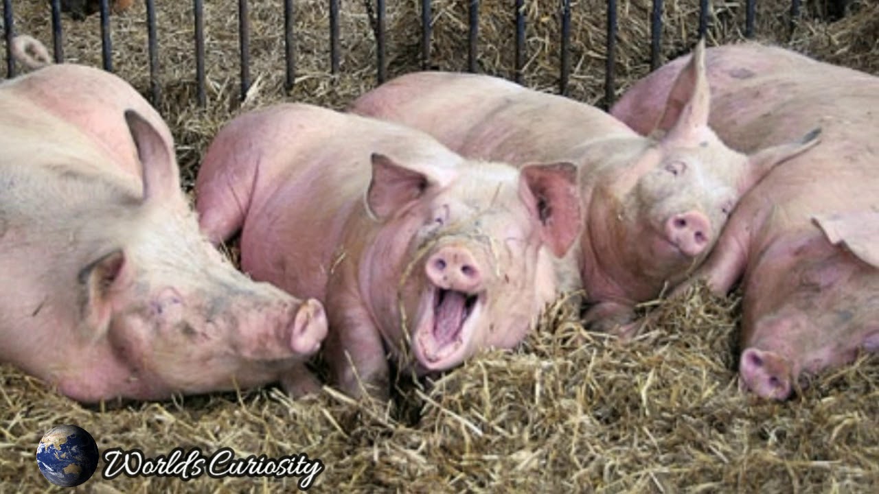 Top 10 - Cele mai inteligente  animale -