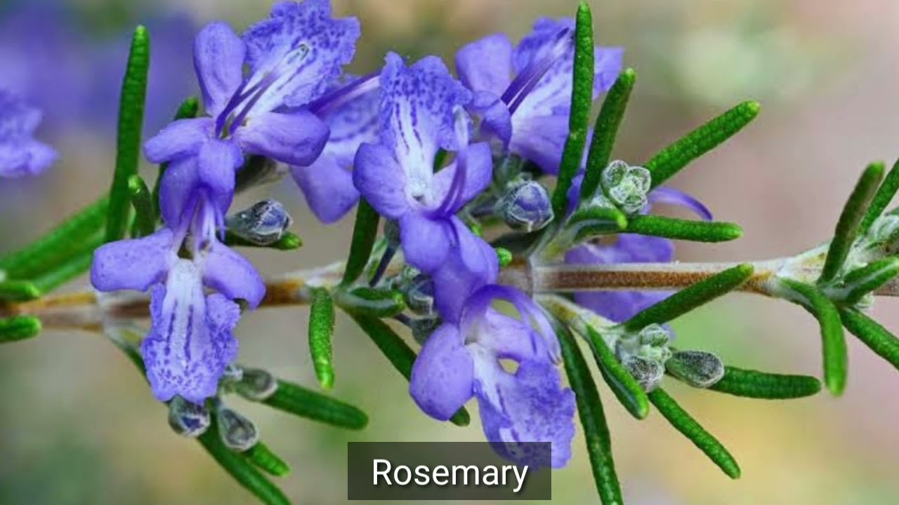33 Beautiful Blue Flowers