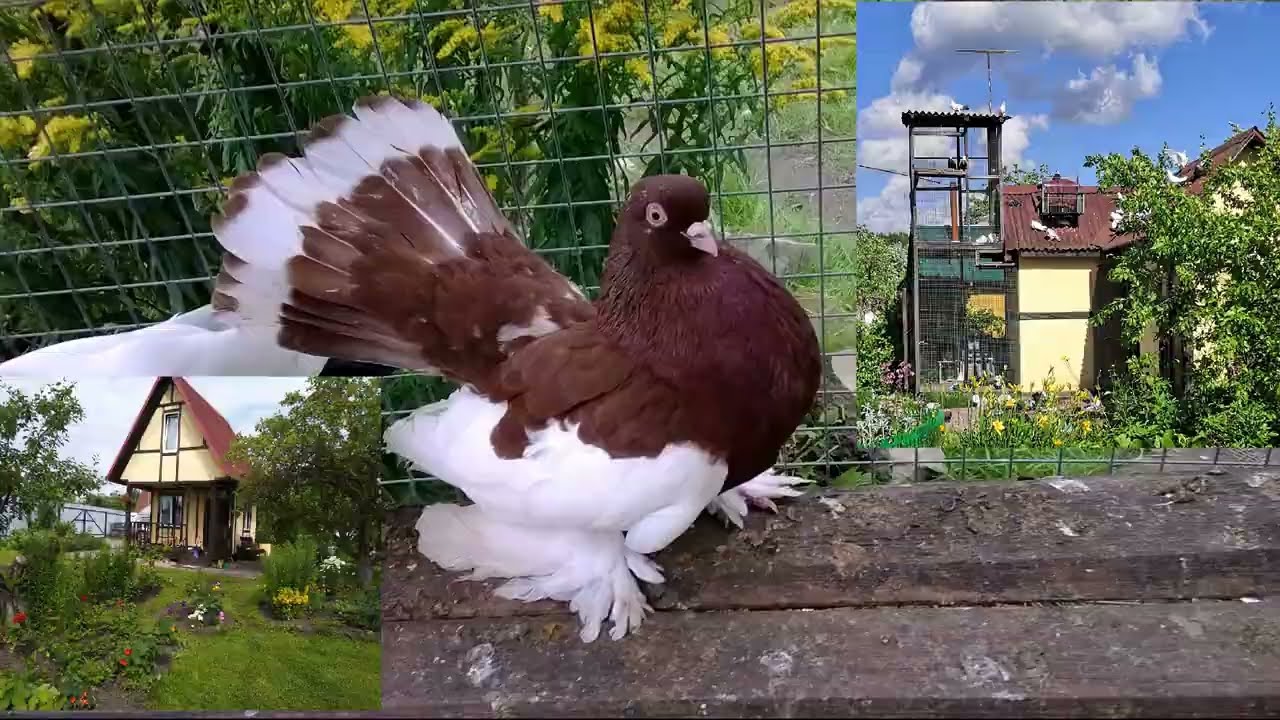 Гоняйте голубей, гоняйте!