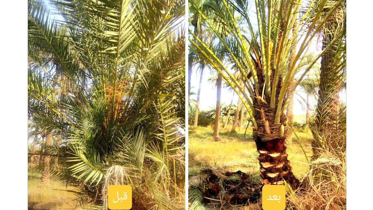 تكريب وتنضيف النخيل 🌴 في أحسن صوره