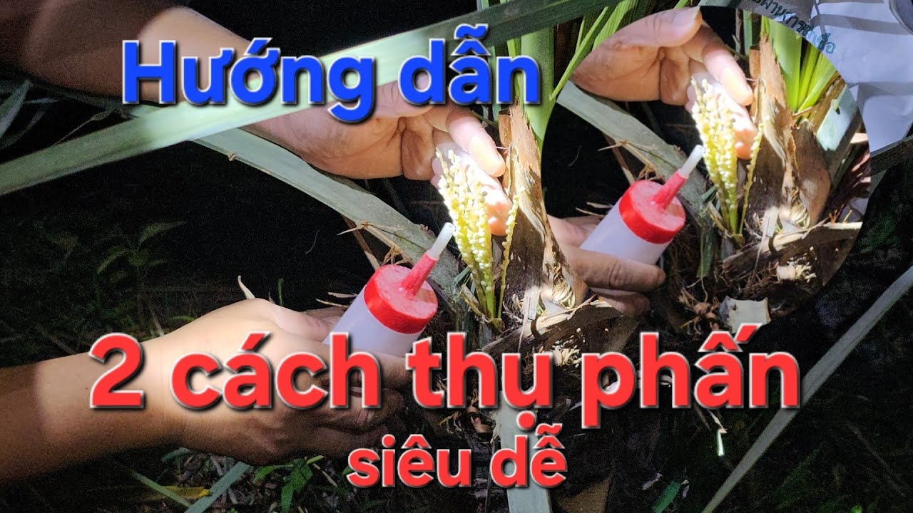 Hướng dẫn 🍒 2 cách thụ phấn tươi và khô🍋🍍 #0915061058🍍 0358 392 227🍒