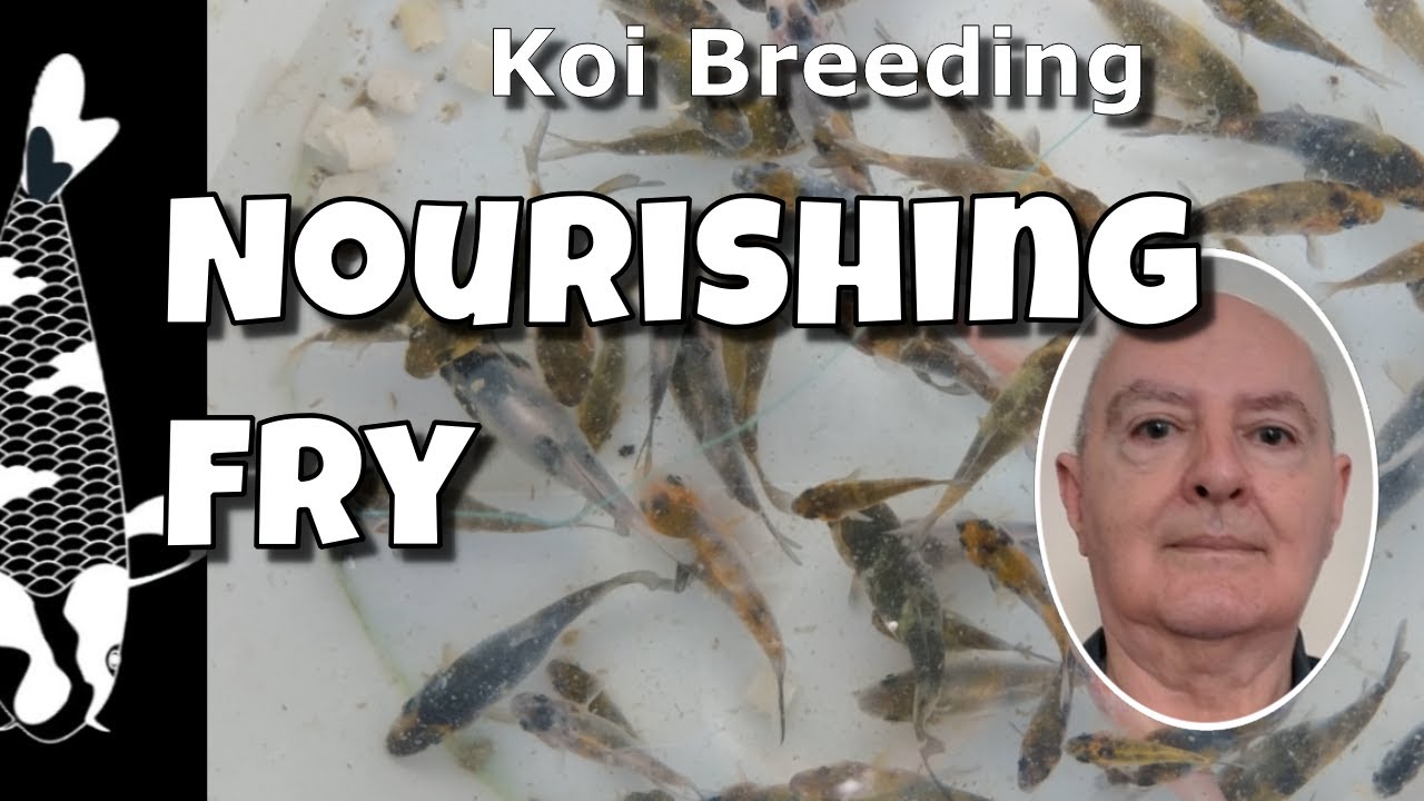 Best Foods for Your Koi Fry to Grow Like a PRO in 2025