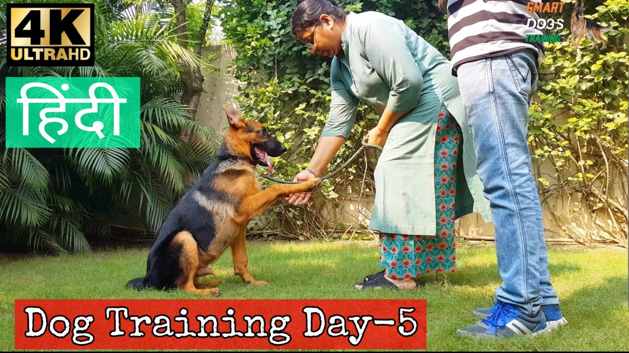 Dog Training - Day 5th | Sit , Lay Down ,Shake hand , Heel ,Bark | Puppy Basic Training in Hindi 4k
