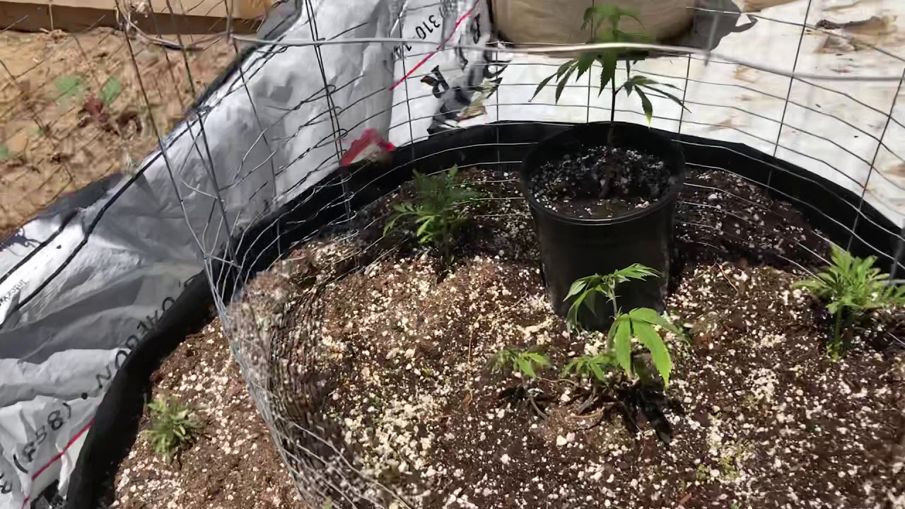 2020 Colorado Outdoor Cannabis grow pt 2
