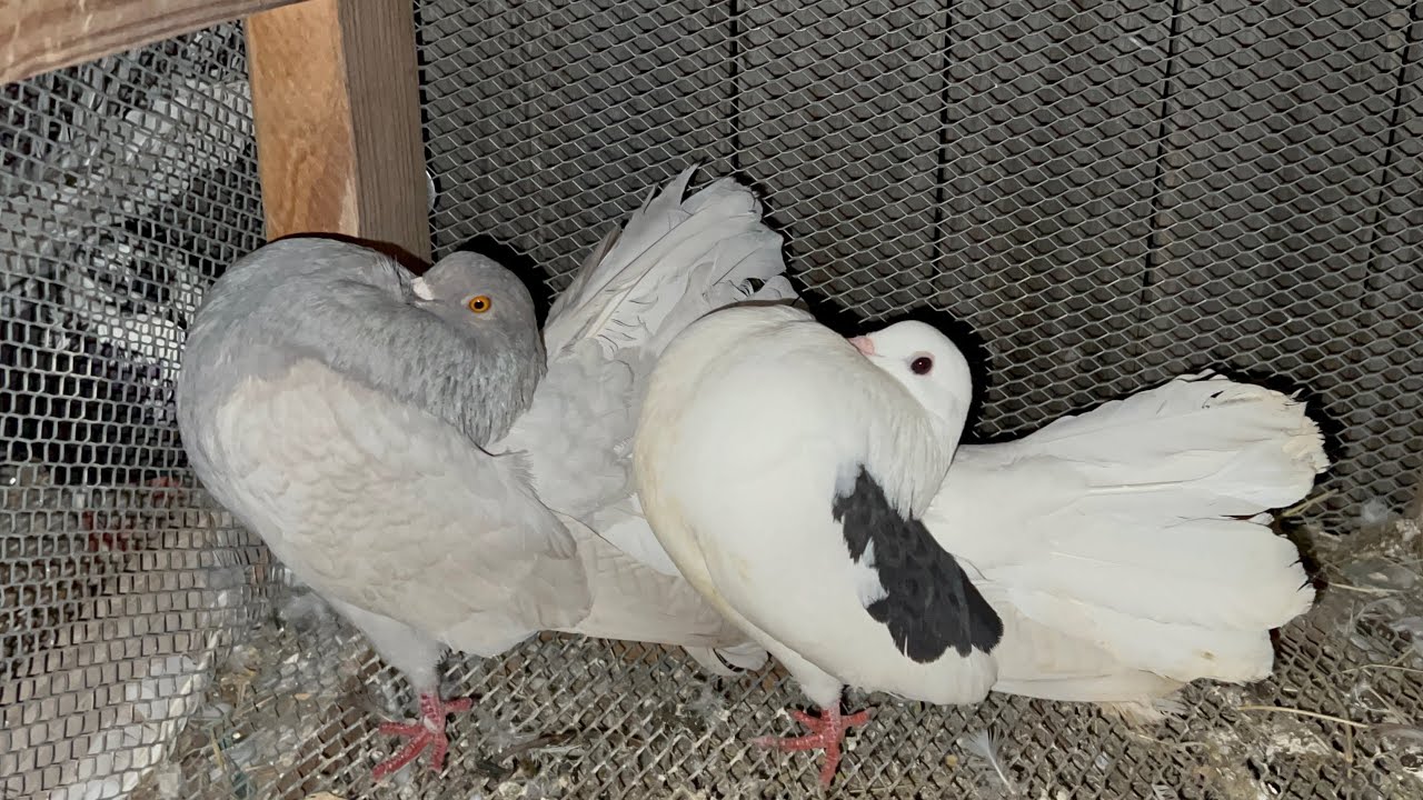 Nuevos cruces de palomas Colipavo inglés para mejorar la raza aquí en mi criadero.paloma de fantasía