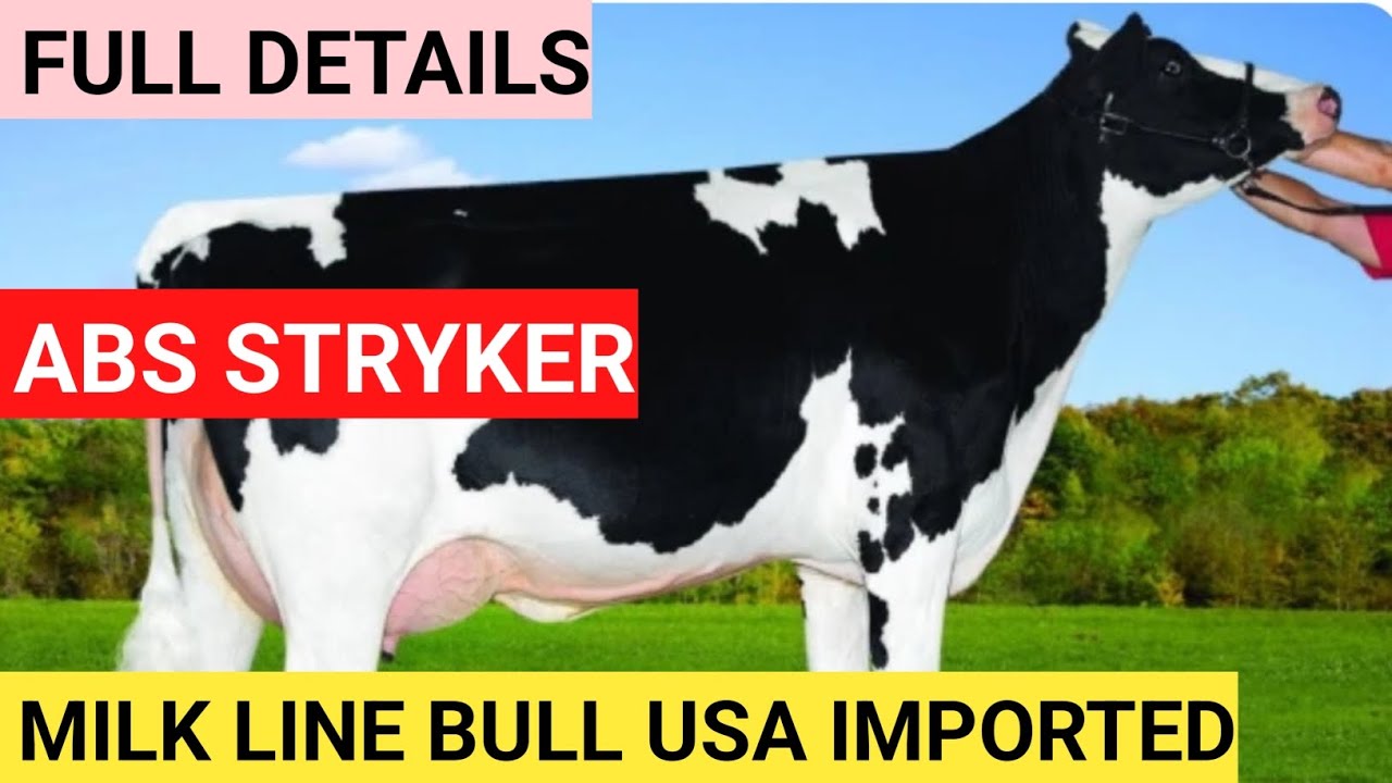 ABS STRYKER FULL DETAILS USA IMPORTED/dairy farm milk line bull ||