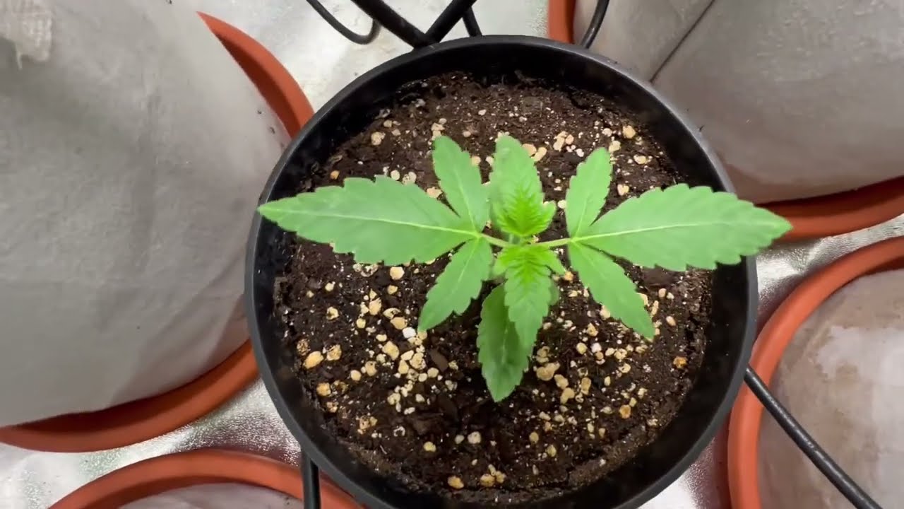 Bloqueo luminico y quemaduras#cannabiseducation#indoorplants#cannabisdaily#gardening#420#growing 
