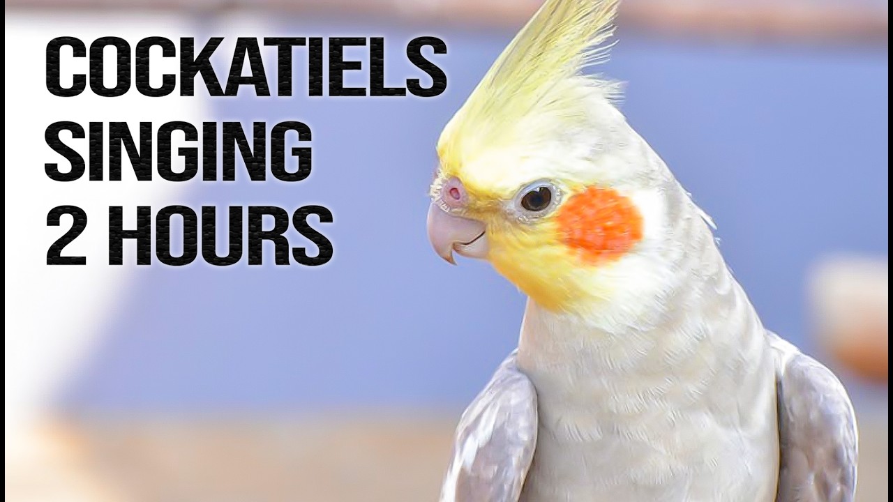 Cockatiel Birds in 4k | THE BIRD SANCTUARY