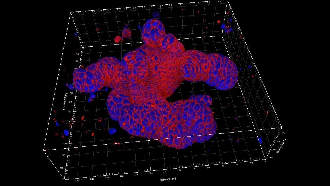Growth of Epithelial Organoids in a Defined Hydrogel