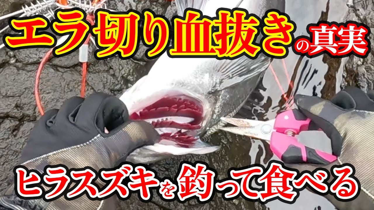 【釣った魚の締め方】エラ切り血抜きの真実を追求！釣って〆て熟成して寿司までの全行程。［ヒラスズキ編］