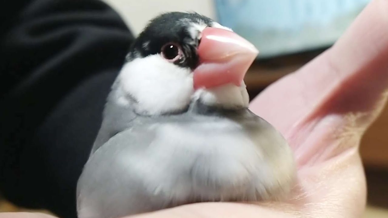 飼い主の上に ひんぱんに座る文鳥！あったかい！かわいい！ 2026年冬