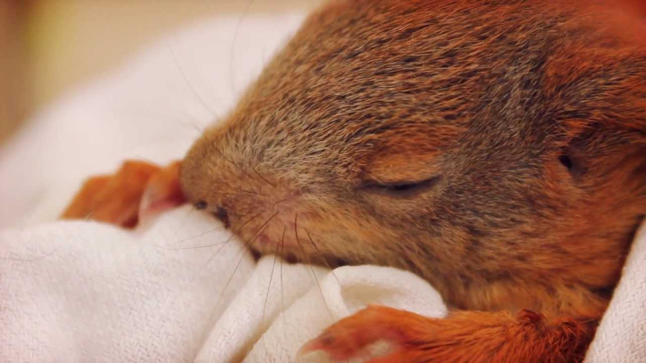 Kleines schläfriges Eichhörnchen Baby wird gefüttert