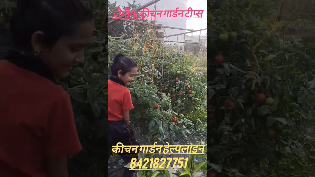 Jaivik Kitchen Garden #gardening #vegitablegardeni #agriculture #grow #farming