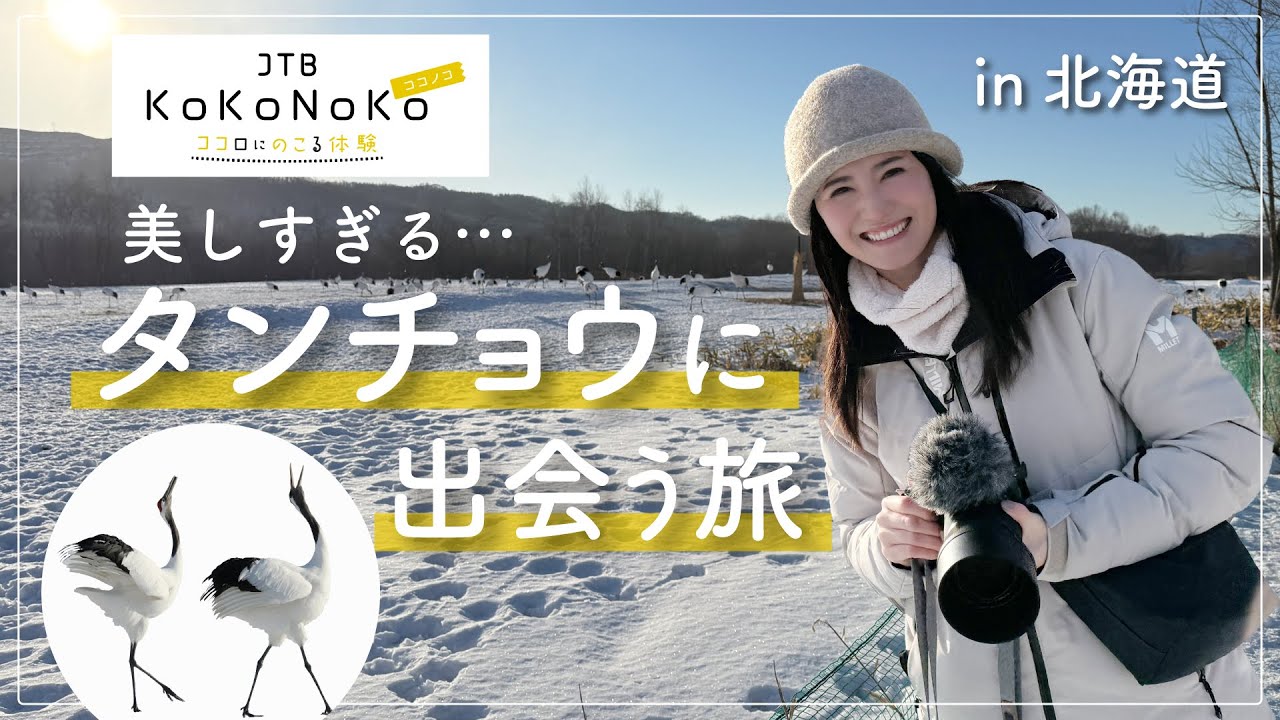 【冬必見！】こんなにも美しいなんて…タンチョウが舞う感動の瞬間｜ガイドツアー体験レポート＆釧路グルメもご紹介♪[4K]