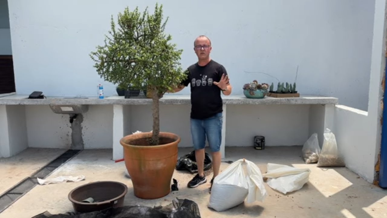 Novo Espaço, Suculenta Enorme: Veja a Montagem do Mini Jardim