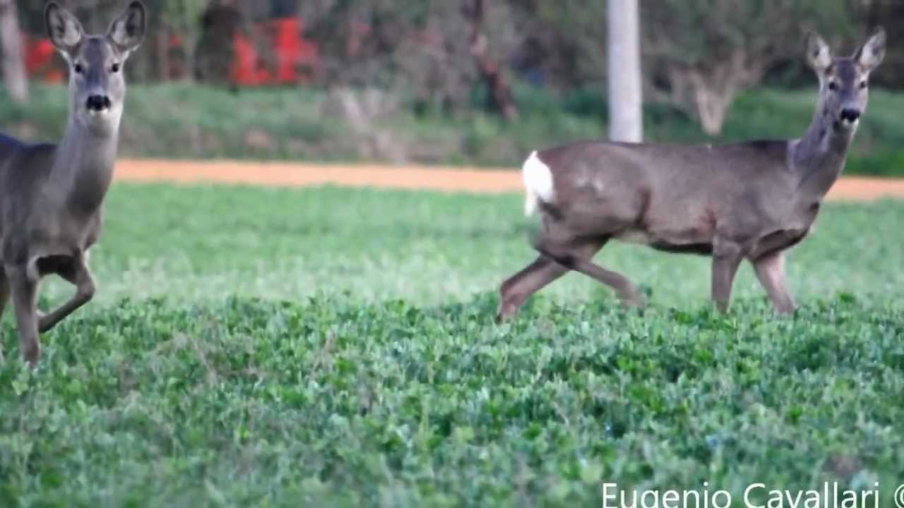 Caprioli ♂♀♀♀(Capreolus capreolus)