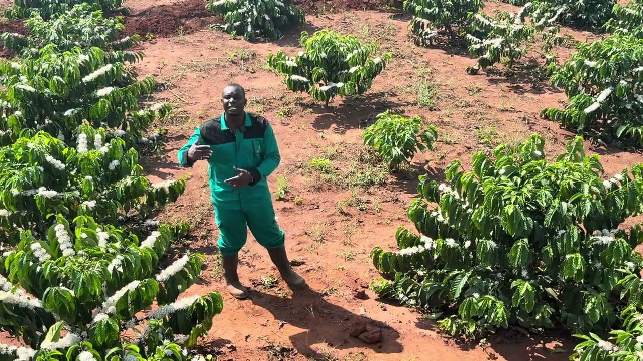 FIELD RESULTS AFTER PROPER MANAGEMENT AND MAINTENANCE OF COFFEE FARM 