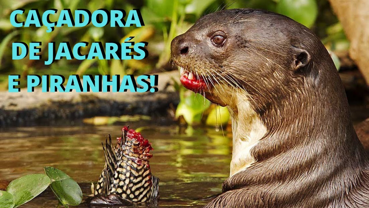 ARIRANHA - ELA DESAFIA ATÉ ONÇA! É TAMBÉM CONHECIDA COMO LOBO-DE-RIO, LONTRA-GIGANTE OU ONÇA-D'ÁGUA