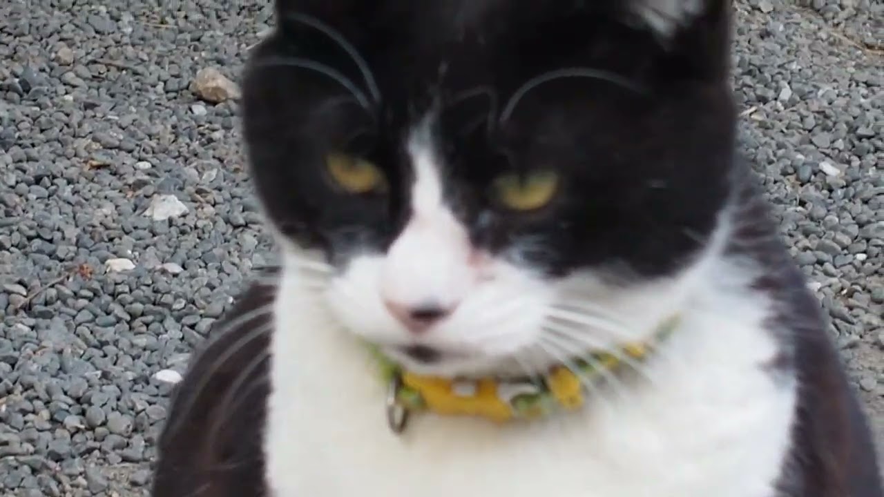 両国回向院の寺猫・ラッコちゃんの思い出！