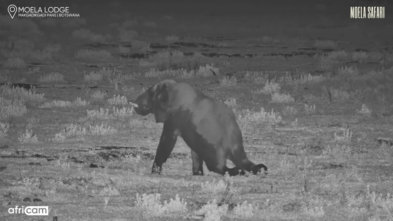 Elephant Lies Down in the Dark