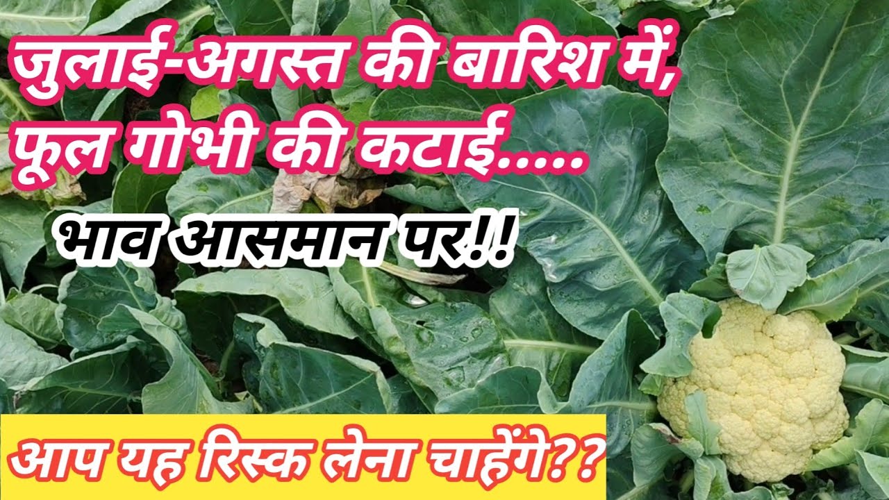 जुलाई अगस्त में फूलगोभी की कटाई का रिस्क लेना चाहेंगे आप? / Rainy season cauliflower farming