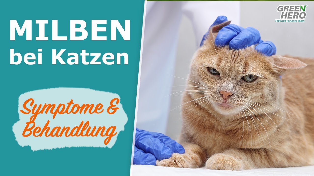 Milben bei Katzen | erkennen, behandeln, vorbeugen ✅