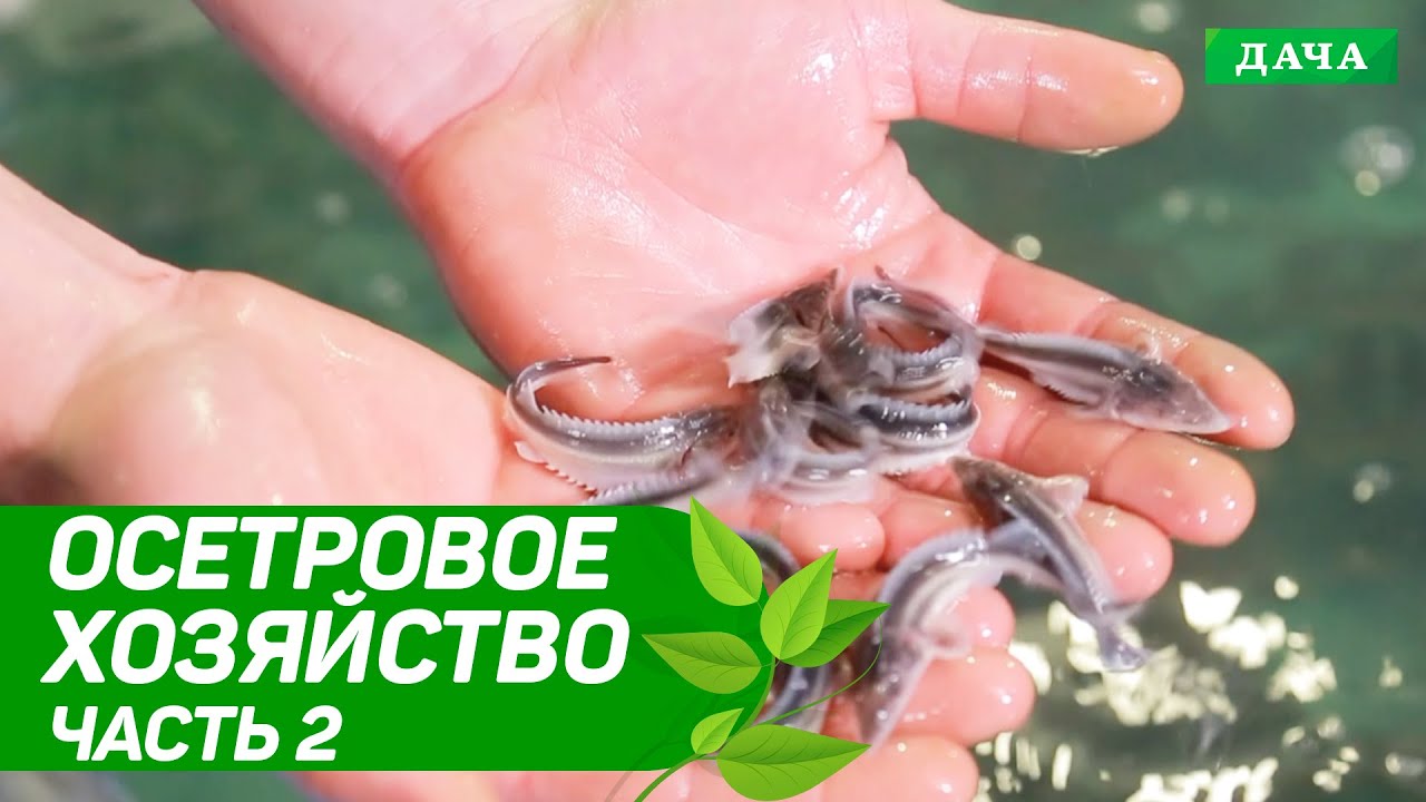 Удачный бизнес: Осетровое хозяйство | Разведение осетра | Идеи бизнеса на даче. Часть 2