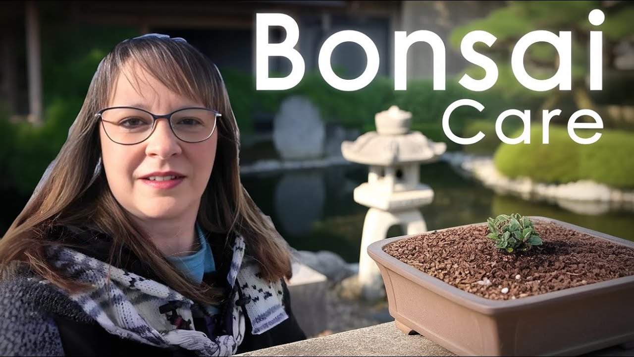 Beginner Bonsai Starter Garden 