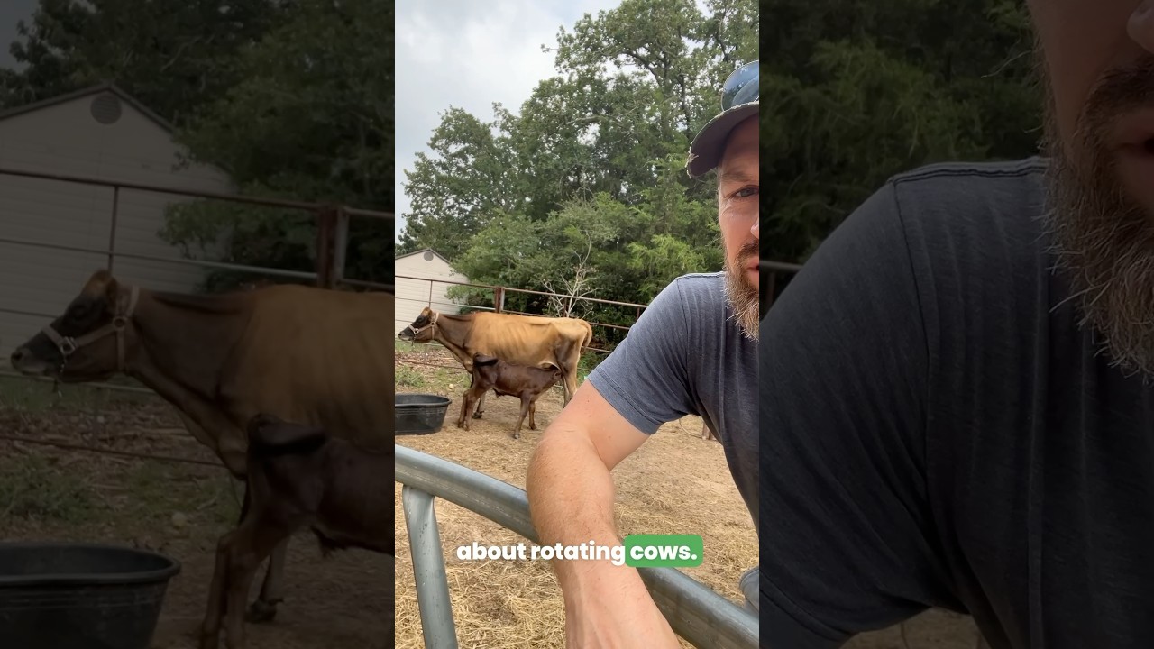Shocking Truth About Cow Rotation in Heat!