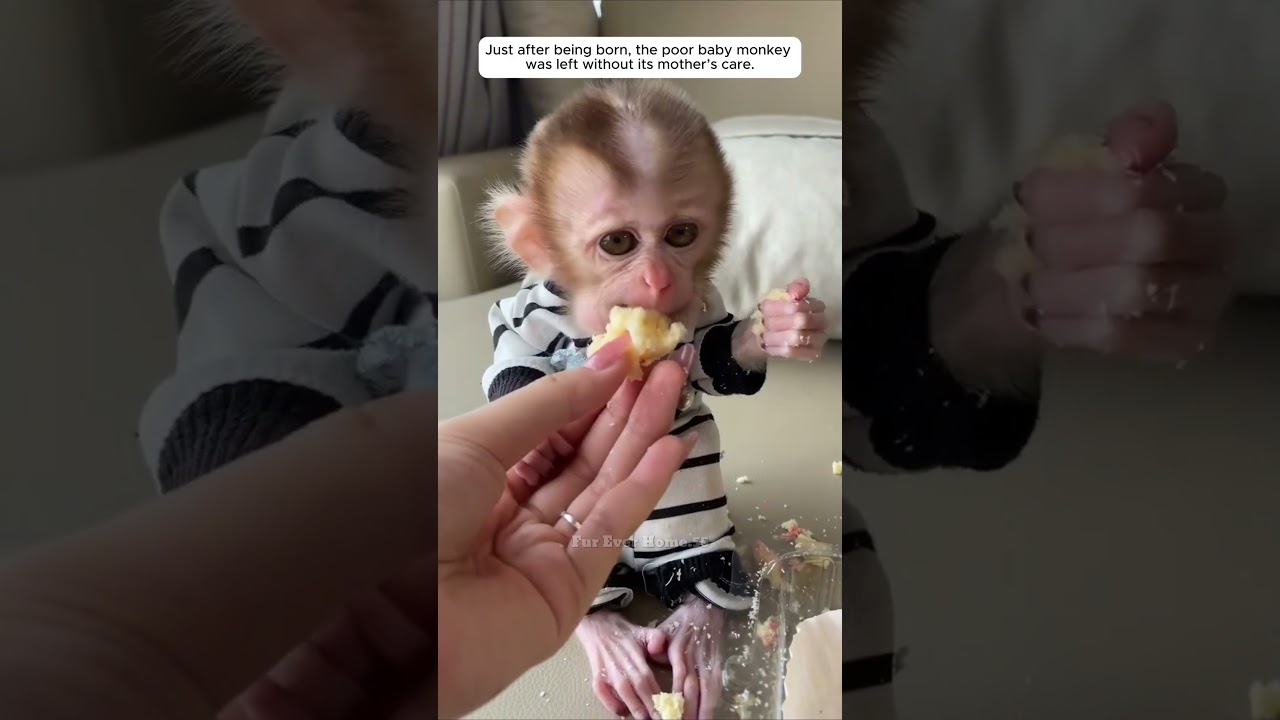 Just after being born, the poor baby monkey was left without its mother&rsquo;s care.