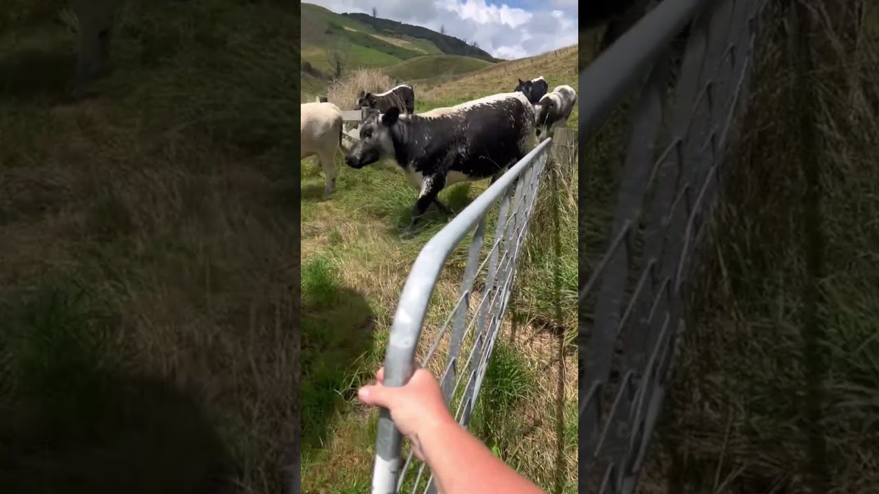 Moving the girls to clean up my hay paddock #domarifarm #dondonsplace #mycattle @Domarifarm 