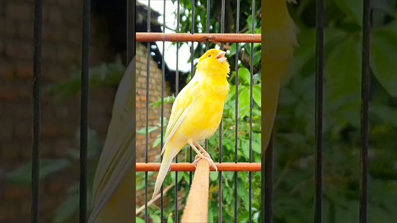 canary singing training #canary #bird #animal #kanarie #vogel #kanarienvogel