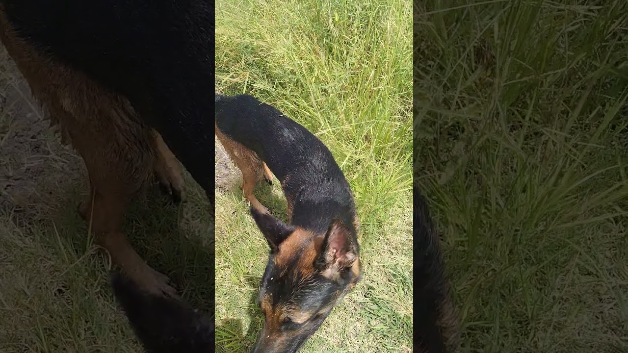 My belgian shepherd loves swimming..