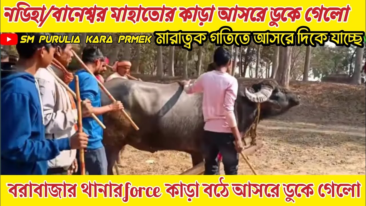 নডিহা/বানেশ্বর মাহাতোর কাড়া বিরাট গতিতে আসরে যাচ্ছে🔥বরাবাজার থানার force কাড়া বঠে মানবেক নাই।