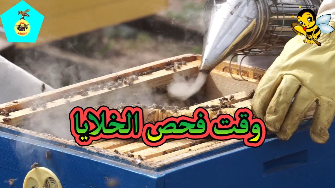 أخطاء نقع فيها عند الفحص تسبب لنا عدم إنتاج العسل بكمية كبيرة