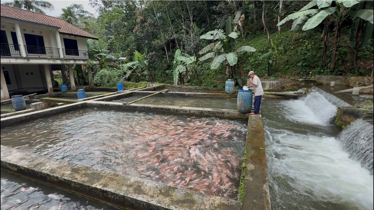 MANTAP, BAPAK INI BUDIDAYA IKAN MERAH PERKOLAM BISA PANEN 6TON