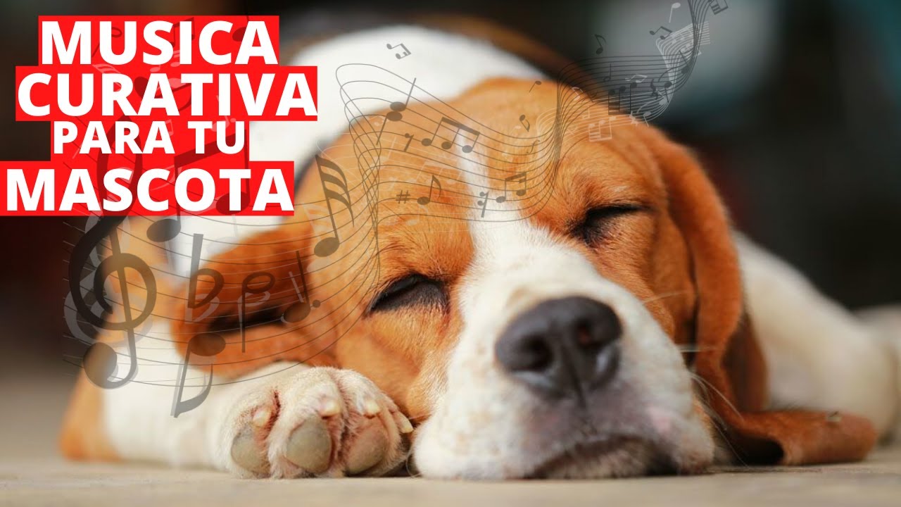 🔥 Música Clásica para Perros y Gatos Enfermos - Musica Relajante Sonidos Curativos 🔥