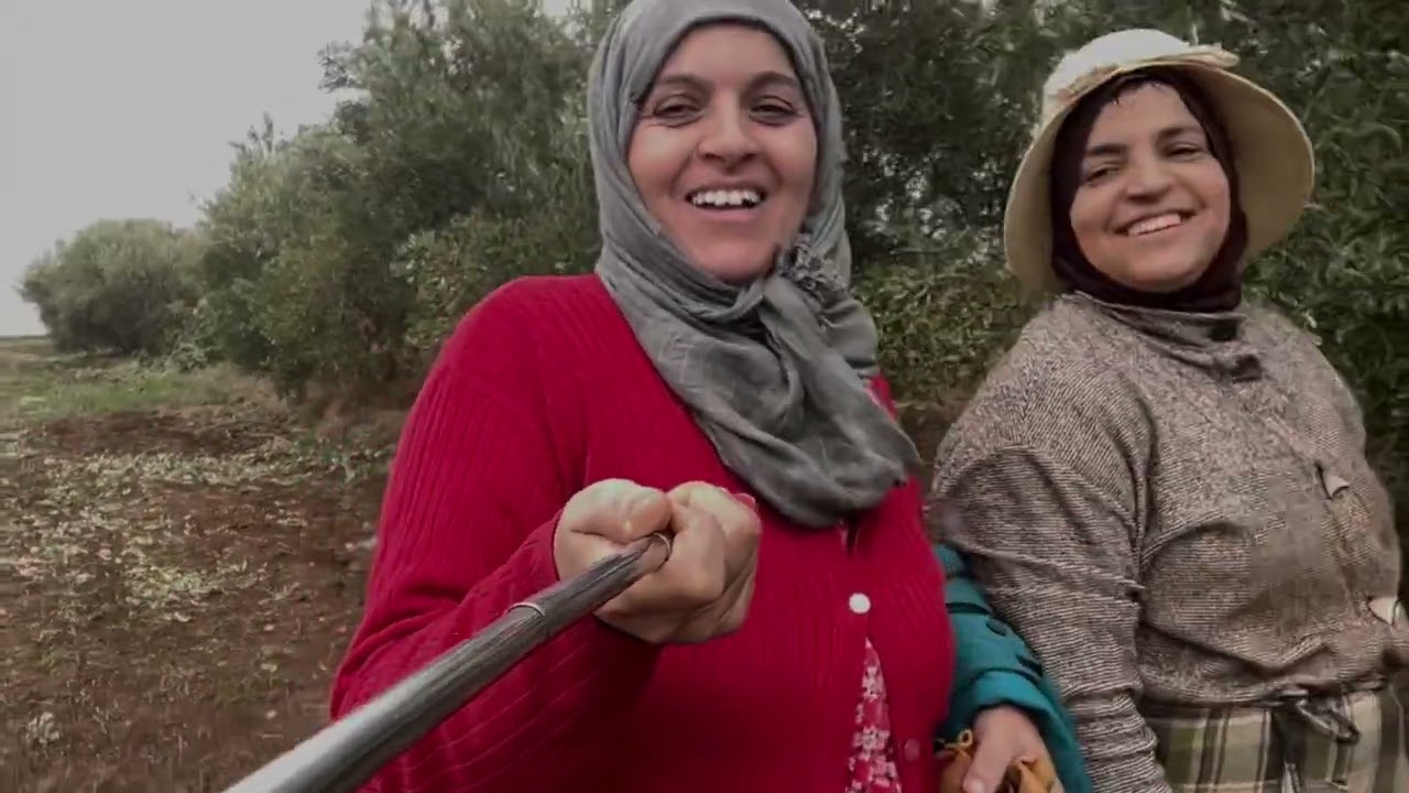 انطلاق جني الزيتون أيت ميمون الخميسات مع العائلة
