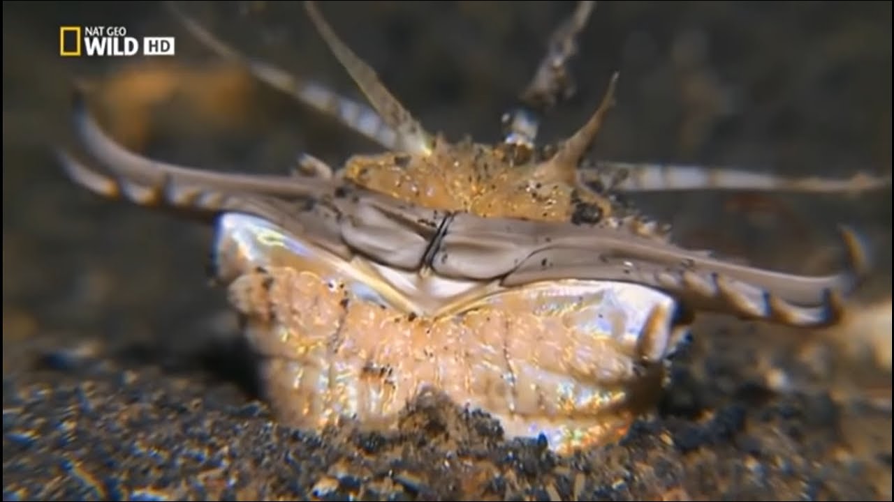 LOS ANIMALES M&Aacute;S EXTRA&Ntilde;OS DEL OCEANO | Documental
