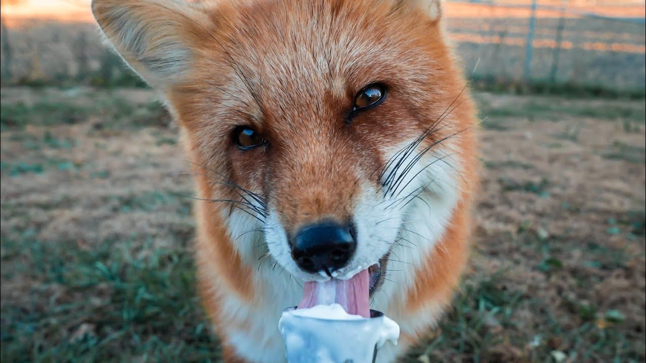 Rescue animals get pup cups!