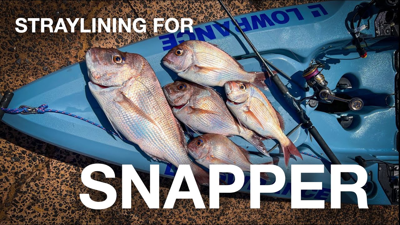 Straylining for Snapper