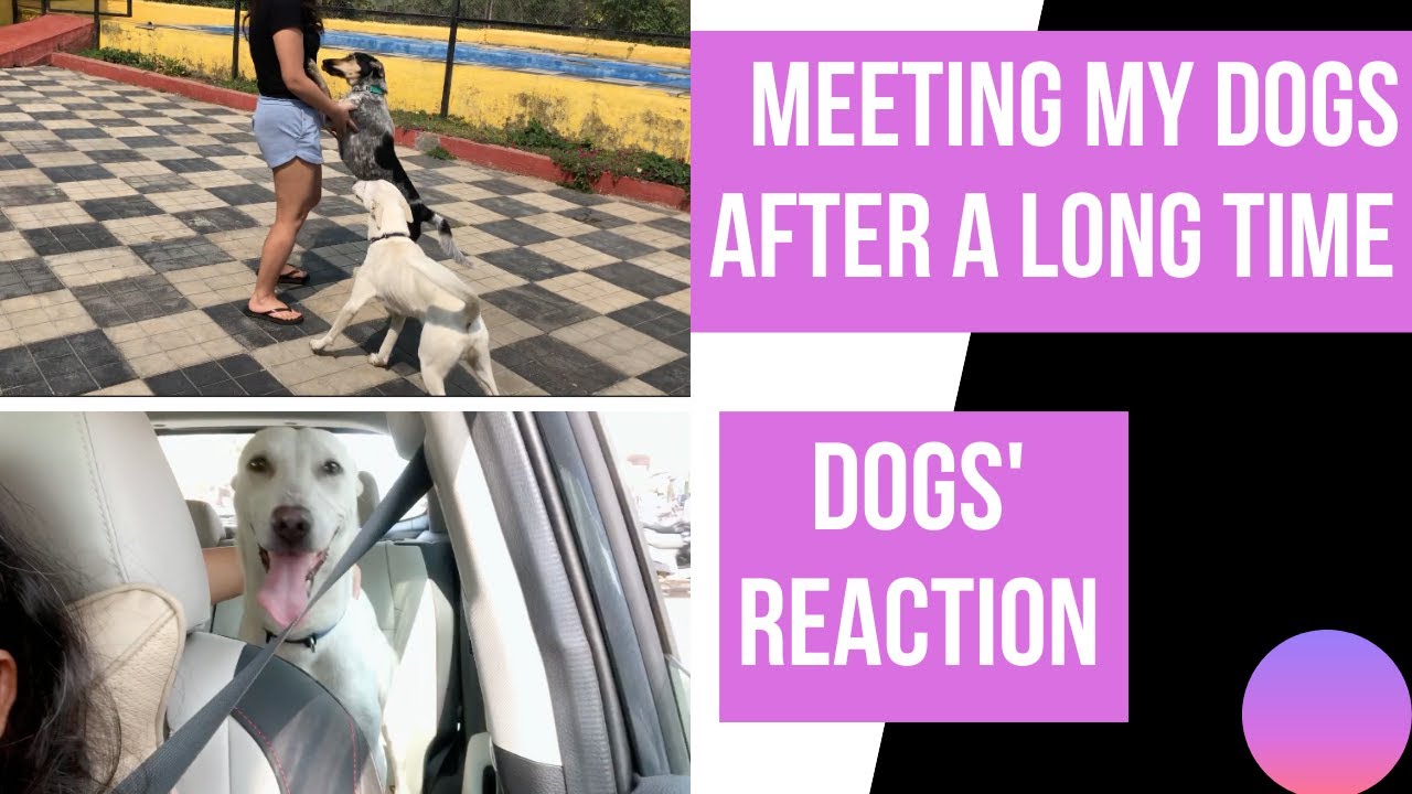 Picking up my dogs from the hostel | Indie dogs as pets | Life with Indies