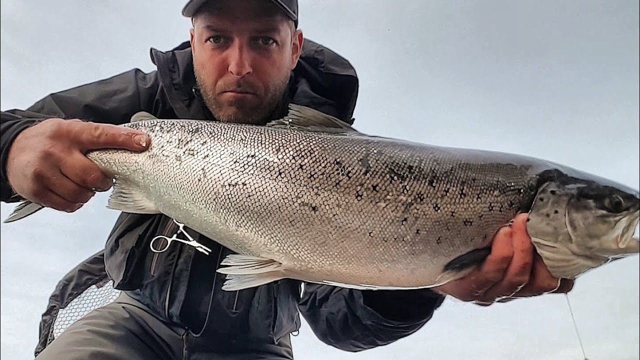 Flyfishing for  seatrout maj 2018