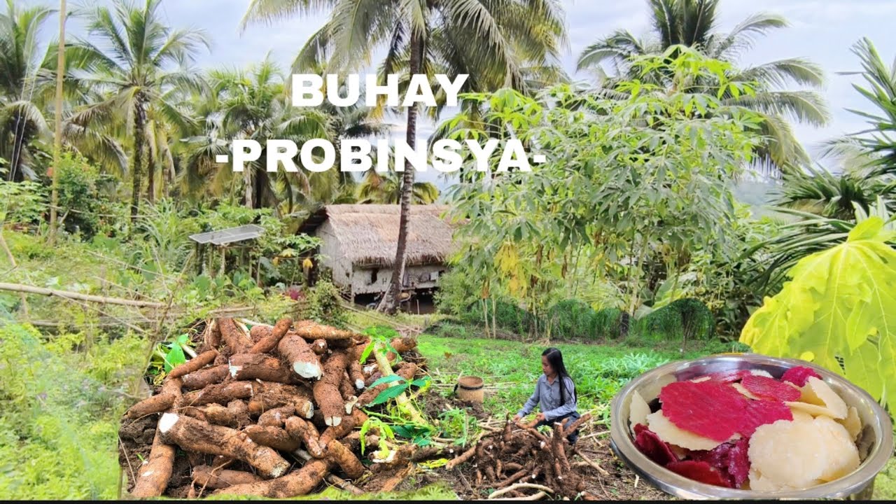 BUHAY PROBINSYA, GUMAWA AKO NG CASSAVA CRACKERS